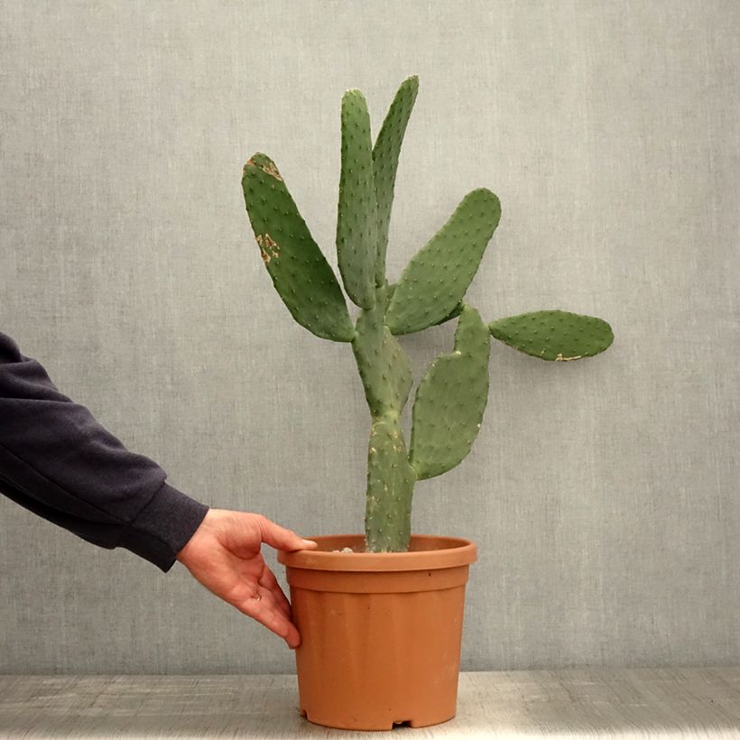 Opuntia engelmannii var.linguiformis Vaso da 4L/5L esemplare consegnato in primavera