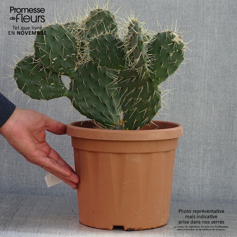 Esemplare di Opuntia howeyi Vaso da 4L/5L come consegnato in autunno