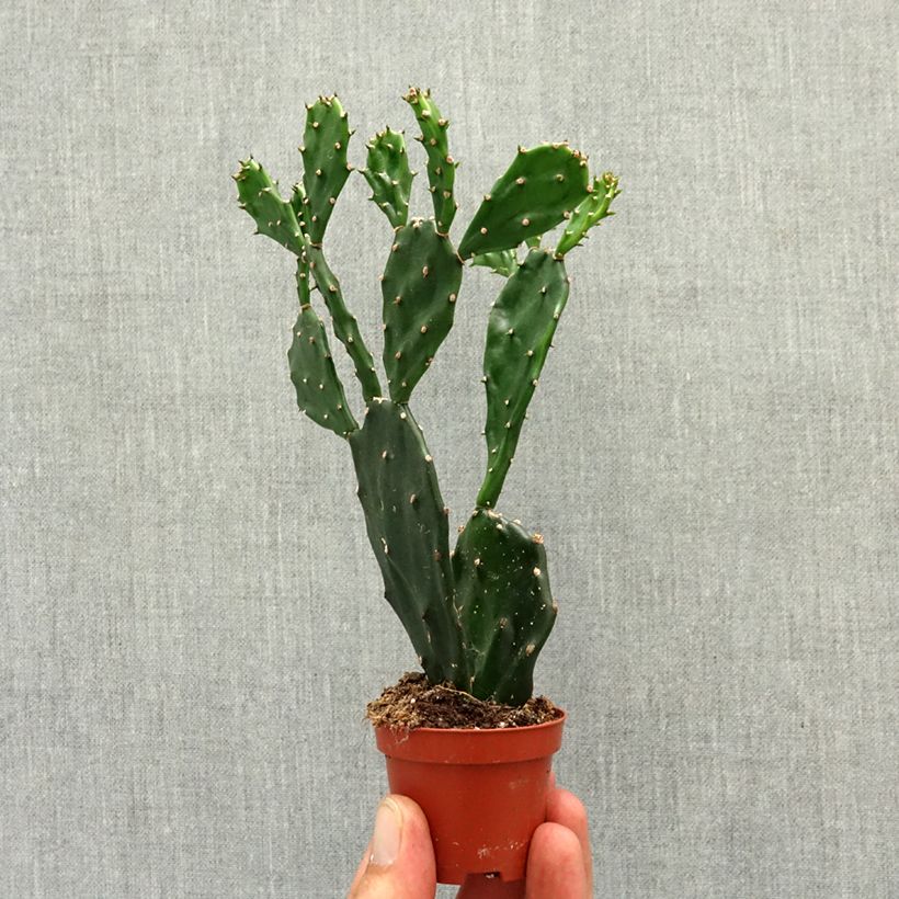 Opuntia jamaicensis mini-pianta esemplare consegnato in primavera