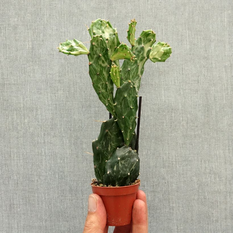 Opuntia jamaicensis Ghost - Cactus raquette Mini-plante esemplare consegnato in primavera