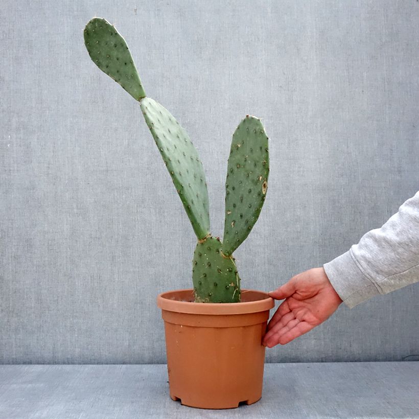 Opuntia laevis Vaso da 4L/5L esemplare consegnato in primavera