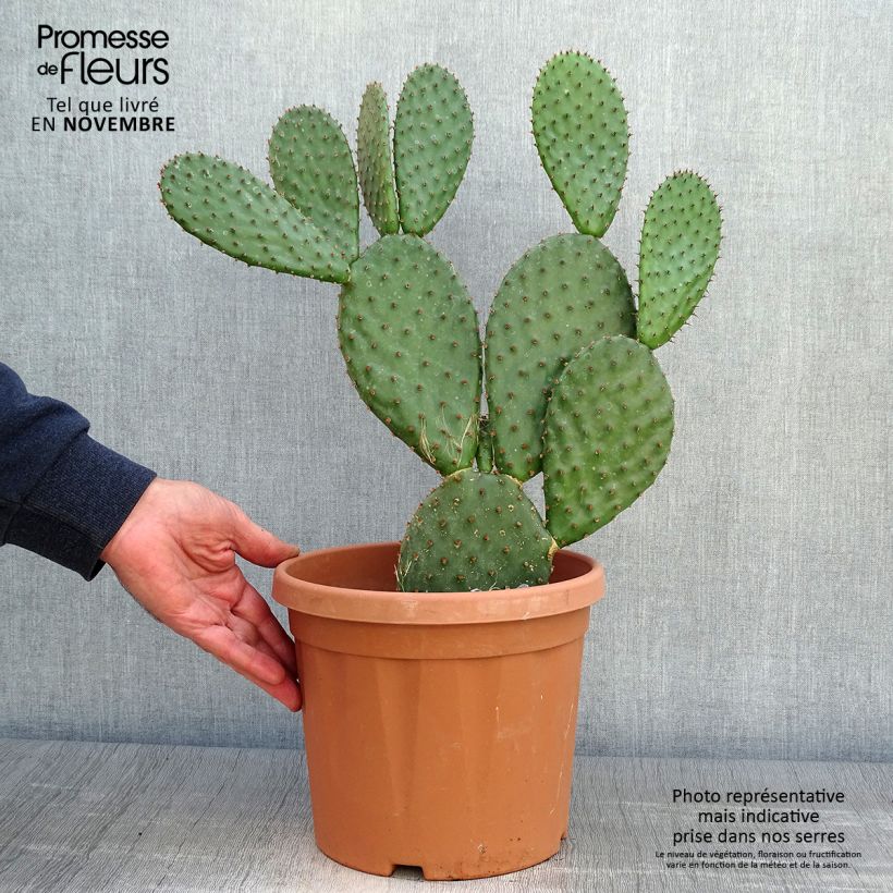 Esemplare di Opuntia lubrica Vaso da 3L/4L come consegnato in autunno