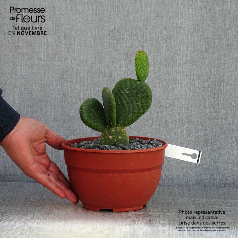Esemplare di Opuntia microdasys Caress Vaso da 3L/4L come consegnato in autunno
