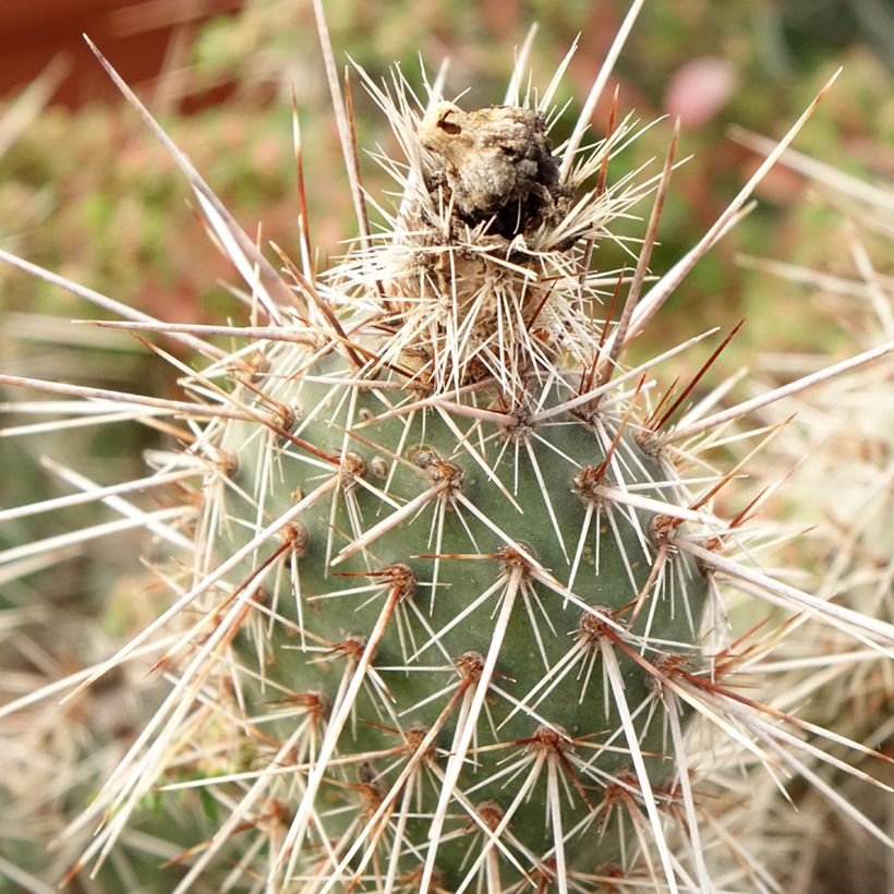 Opuntia polyacantha  - Fico d' India (Fogliame)