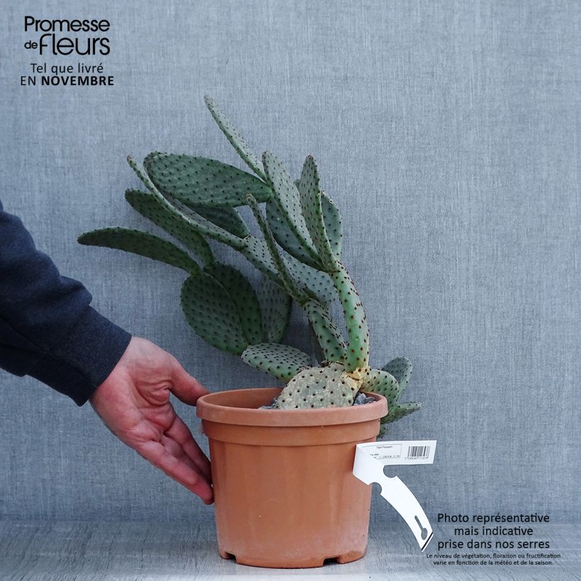 Esemplare di Opuntia rufida Vaso da 3L/4L come consegnato in autunno