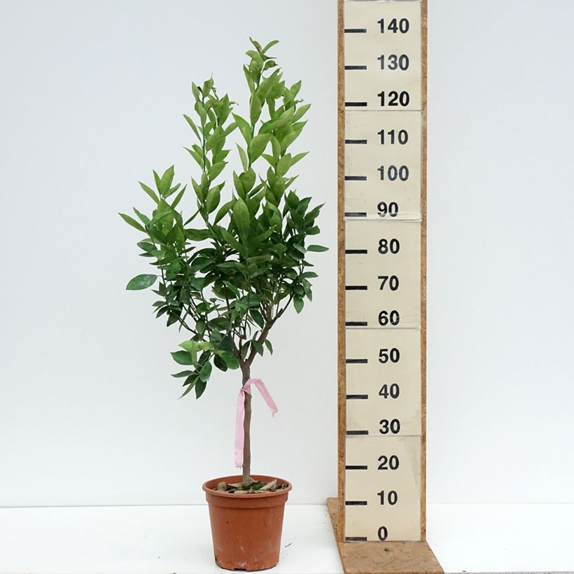 Esemplare di Citrus sinensis Oranger - Arancio Vaso da 4L/5L, Vaso impalcato basso come consegnato in autunno