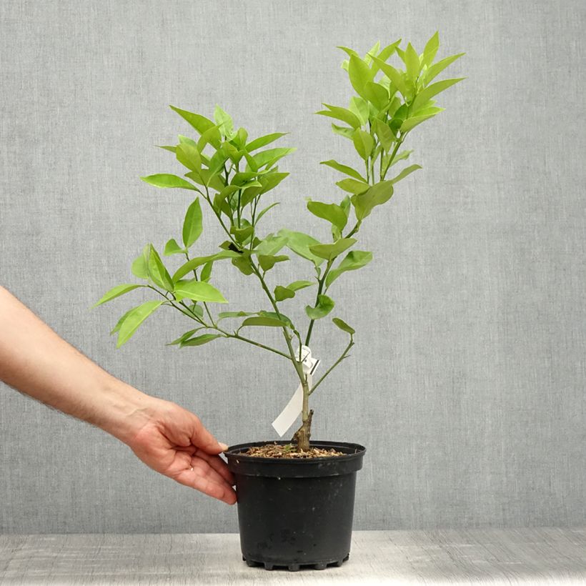 Citrus sinensis Washington Navel - Arancio Vaso da 4L/5L, Vaso impalcato basso esemplare consegnato in primavera