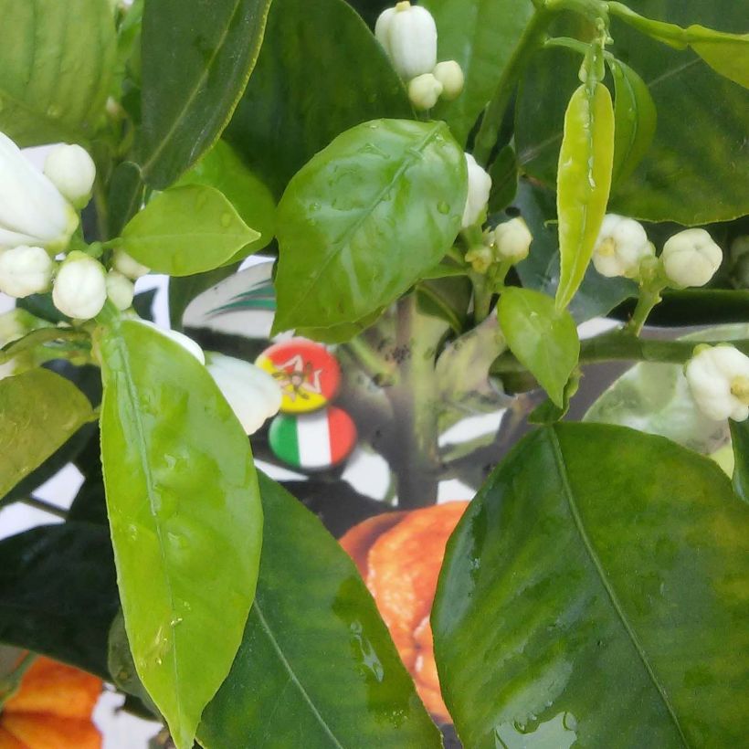 Citrus sinensis x aurantium Corrugata - Arancio (Fogliame)