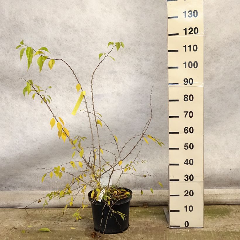Esemplare di Maclura pomifera - Moro degli Osagi Vaso da 7,5L/10L come consegnato in autunno