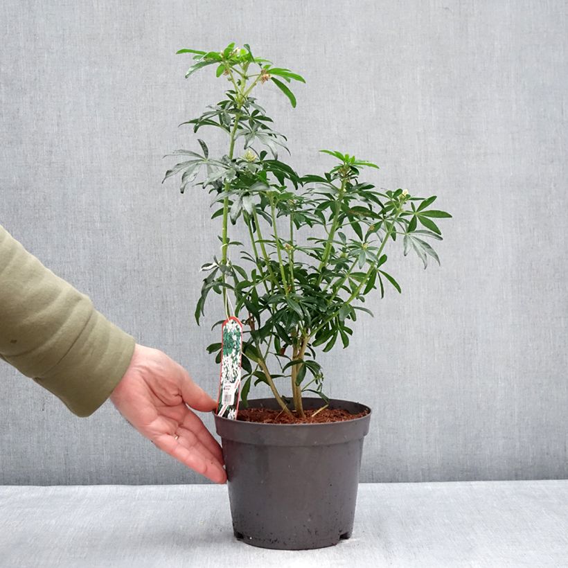 Choisya ternata Green Fingers - Arancio messicano Vaso da 2L/3L esemplare consegnato in inverno