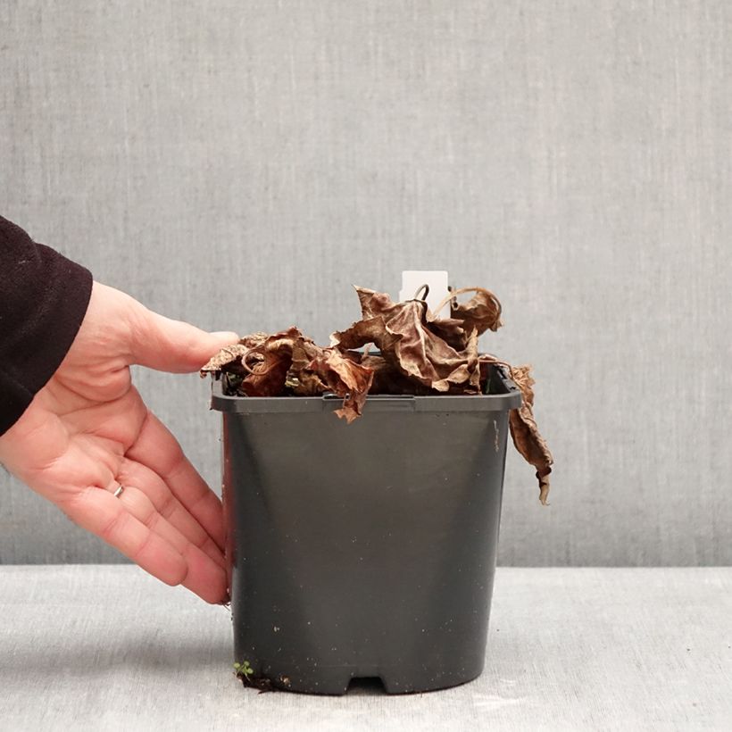 Oredenia Fusion of Fire Vaso da 1,5L/2L esemplare consegnato in inverno