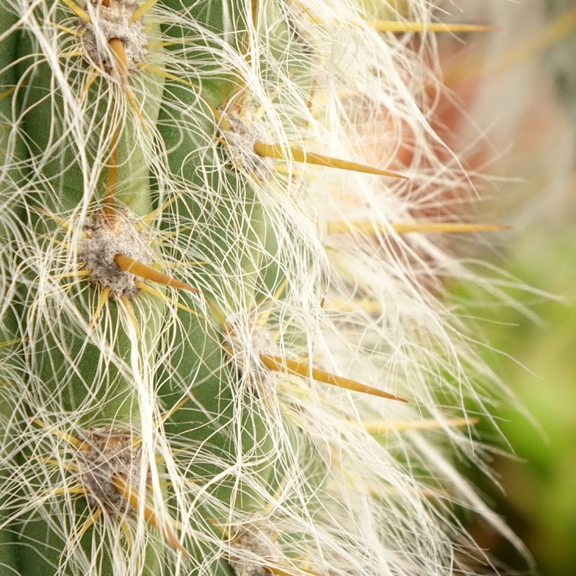 Cactus - Oreocereus leucotrichus  (Fogliame)