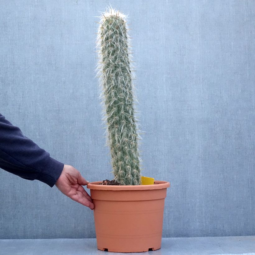 Esemplare di Cactus - Oreocereus leucotrichus  Vaso da 12L/15L come consegnato in autunno
