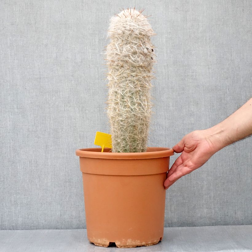 Esemplare di Cactus - Oreocereus trollii Vaso da 7,5L/10L come consegnato in autunno