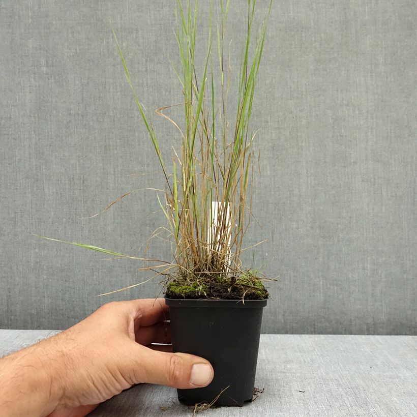 Esemplare di Hordeum jubatum - Orzo a criniera Vasetto da 8/9 cm consegnato in estate