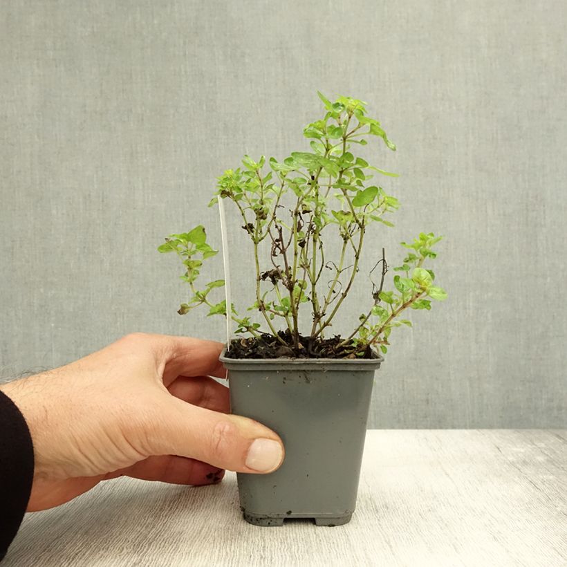 Esemplare di Origano dorato Norton Gold Vasetto da 8/9 cm come consegnato in autunno