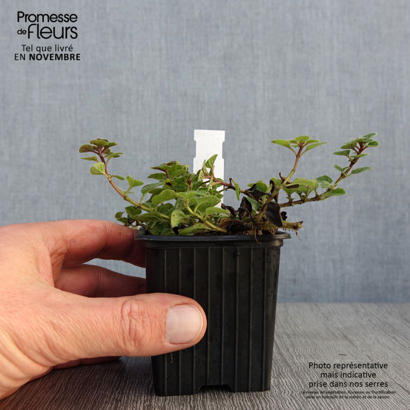 Esemplare di Origano comune Hot and Spicy Vasetto da 8/9 cm come consegnato in autunno