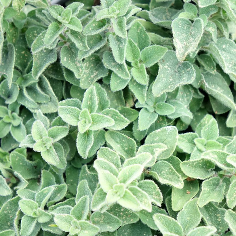 Origano comune Hot and Spicy (Fogliame)