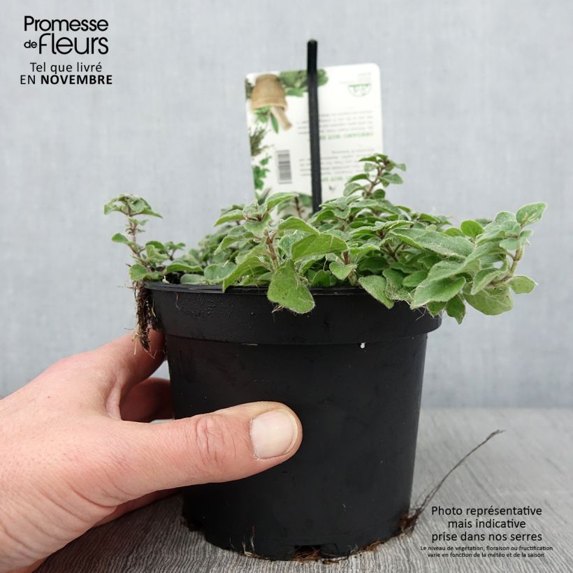 Esemplare di Origano comune Hot and Spicy Vaso da 1,5L/2L come consegnato in autunno