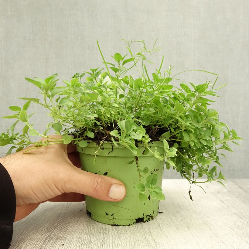 Esemplare di Origano comune Bio (piante) Vaso da 1L/1,5L come consegnato in autunno