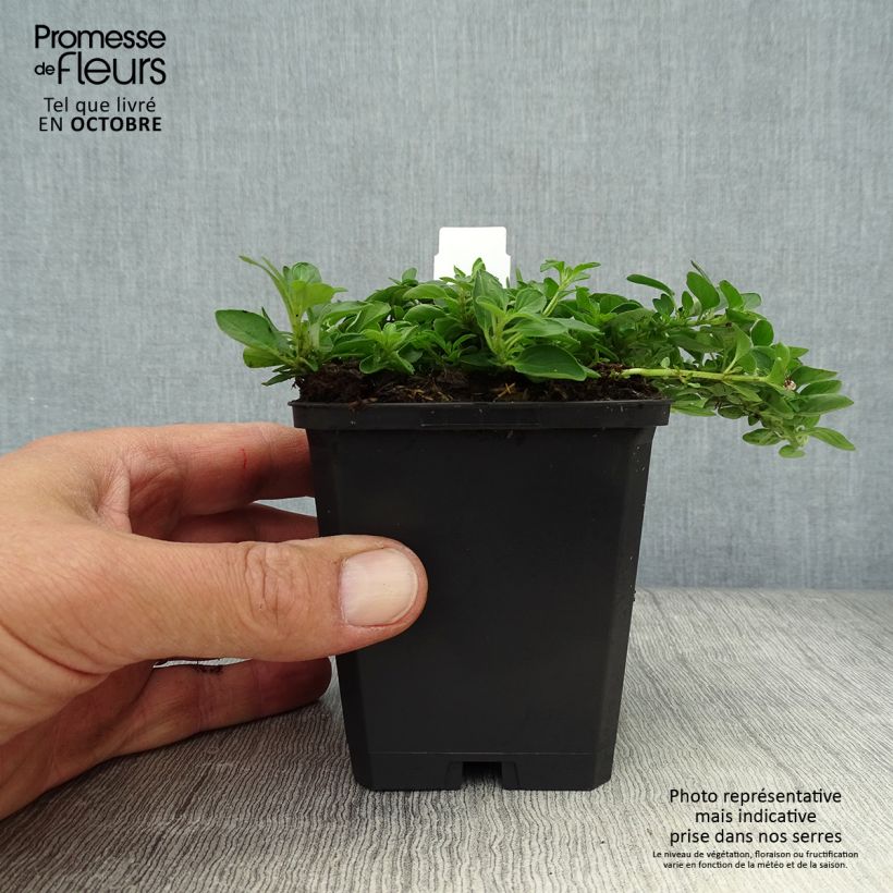 Esemplare di Origano comune Compactum Vasetto da 8/9 cm come consegnato in autunno
