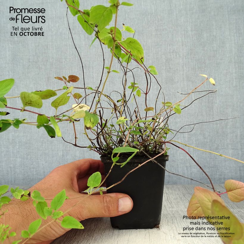 Esemplare di Origano comune Bio (piante) Vasetto da 8/9 cm come consegnato in autunno