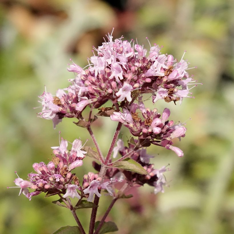 Origano comune Bio (piante) (Fioritura)