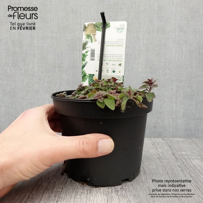 Origano - Origanum heracleoticum Vaso da 1,5L/2L esemplare consegnato in inverno