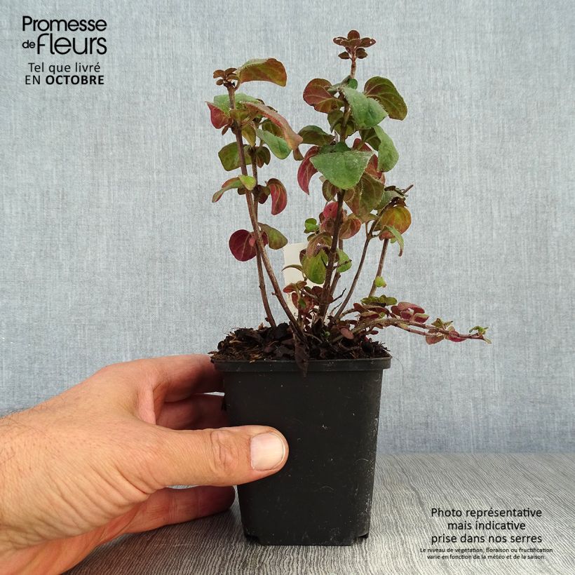 Esemplare di Origano Rosenkuppel Vasetto da 8/9 cm come consegnato in autunno