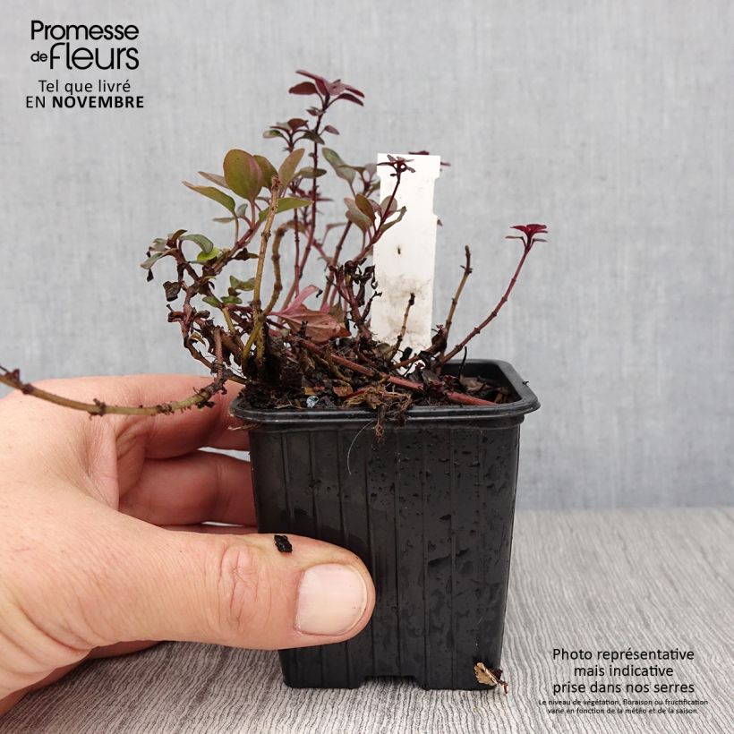 Esemplare di Origano Herrenhausen Vasetto da 8/9 cm come consegnato in autunno