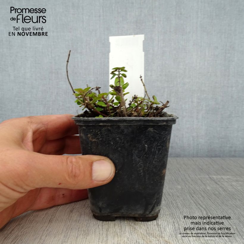 Esemplare di Origano maggiorana Pagoda Bells Vasetto da 8/9 cm come consegnato in autunno