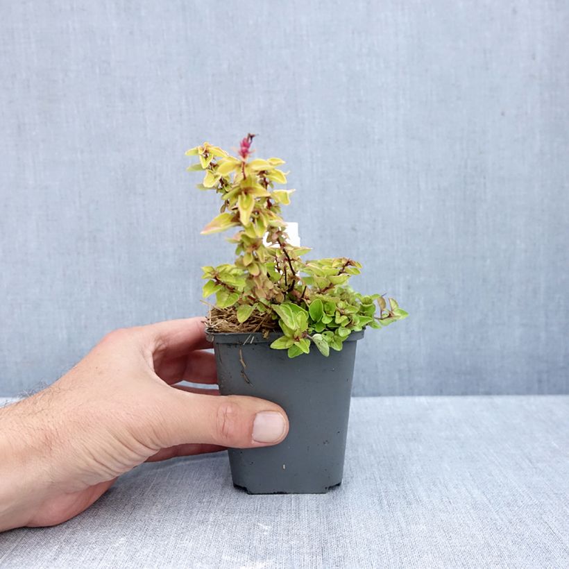 Esemplare di Origano comune Thumbles Variety Vasetto da 8/9 cm come consegnato in autunno
