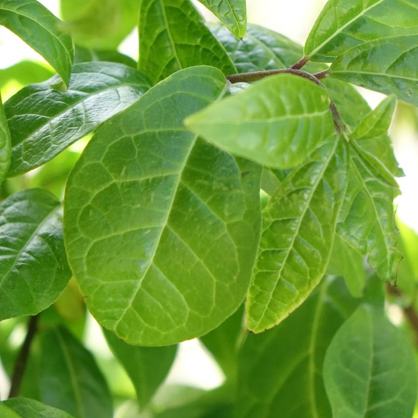 Orixa japonica (Fogliame)