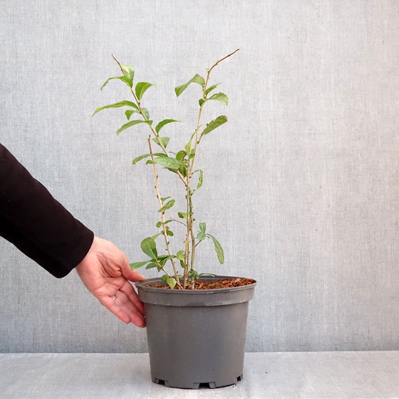 Esemplare di Orixa japonica Vaso da 4L/5L come consegnato in autunno