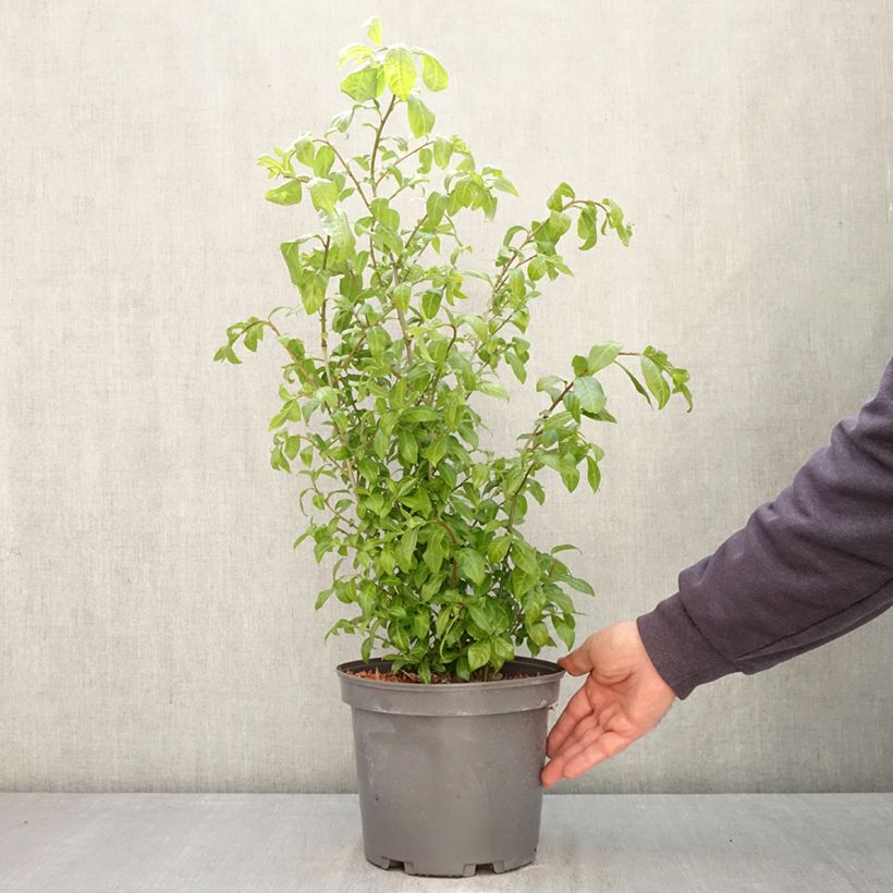 Orixa japonica Vaso da 4L/5L esemplare consegnato in primavera