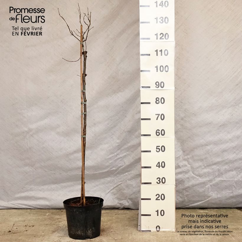 Ulmus glabra Nana - Olmo di montagna Vaso da 7,5L/10L esemplare consegnato in inverno