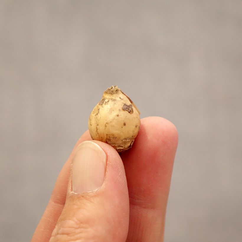 Ornithogalum Namib Sun Bulbo taglia 5+ esemplare consegnato in primavera