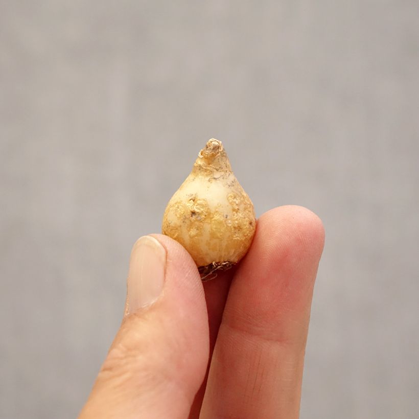 Ornithogalum umbellatum - Stella di Betlemme Bulbo taglia 6+ esemplare consegnato in primavera