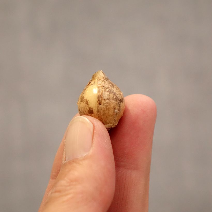 Ornithogalum balansae - Ornitogallo Bulbo taglia 5+ esemplare consegnato in primavera