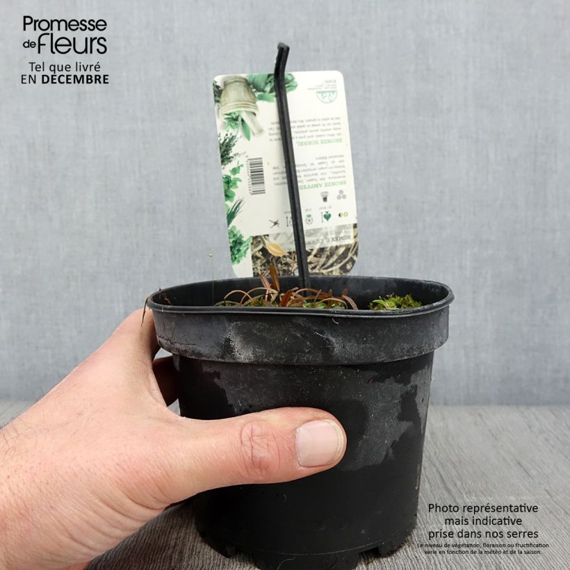 Esemplare di Rumex flexuosus Copper Sword Vaso da 1,5L/2L come consegnato in autunno