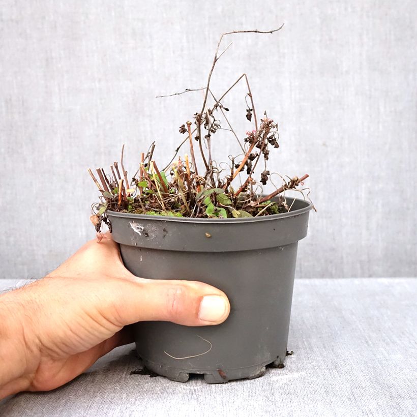 Esemplare di Rumex scutatus (piante) - Romice scudato Vaso da 1,5L/2L come consegnato in autunno