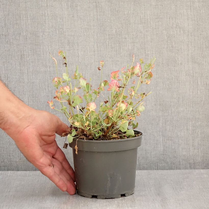 Esemplare di Rumex scutatus (piante) - Romice scudato Vaso da 1,5L/2L consegnato in estate