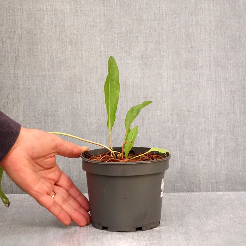 Esemplare di Rumex patientia - Erba pazienza Vaso da 1,5L/2L come consegnato in autunno