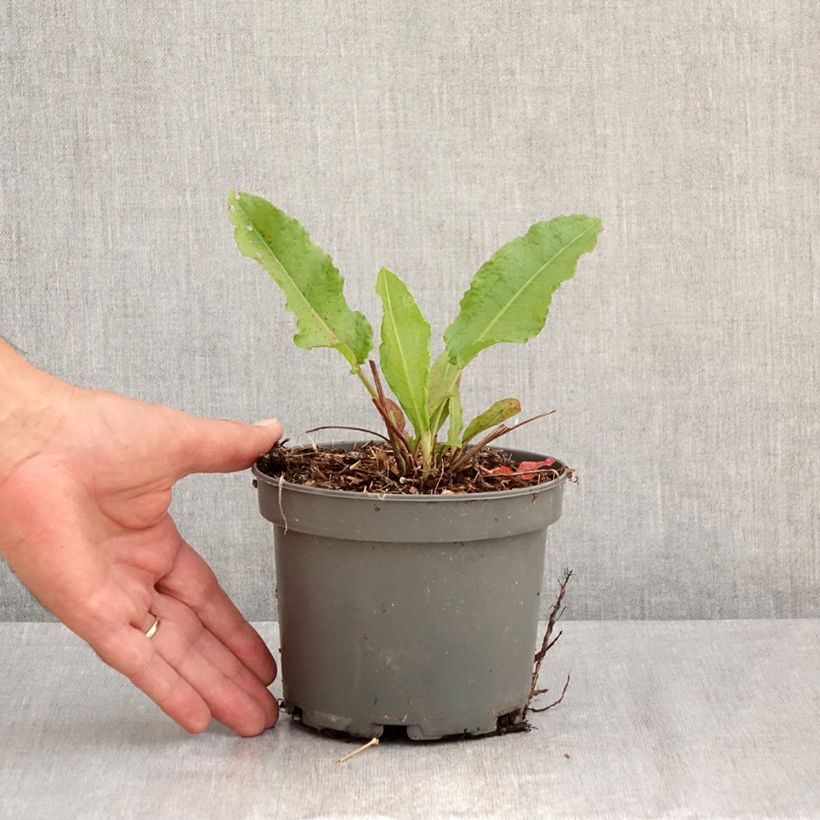 Esemplare di Rumex patientia - Erba pazienza Vaso da 1,5L/2L consegnato in estate