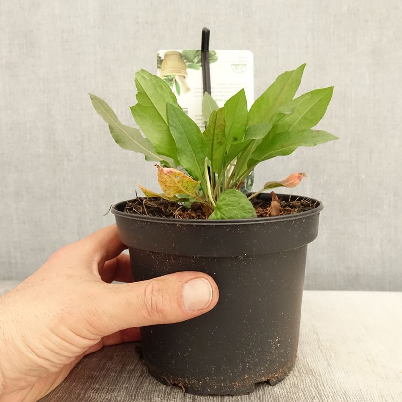 Rumex patientia - Erba pazienza Vaso da 1,5L/2L esemplare consegnato in primavera