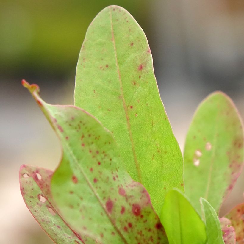 Rumex patientia - Erba pazienza (Fogliame)