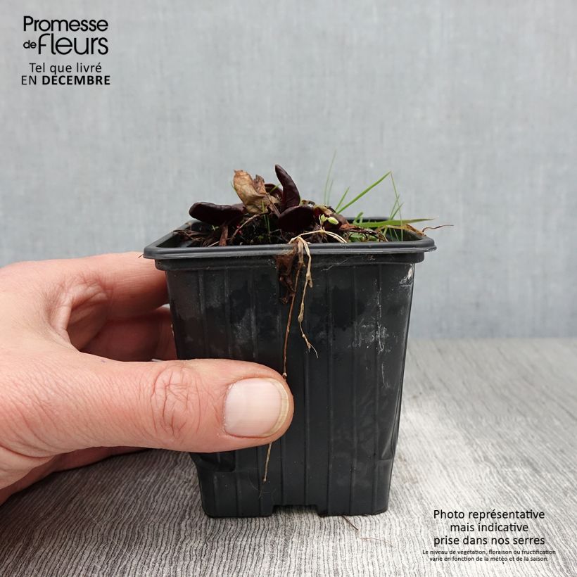 Esemplare di Rumex scutatus Purpurea - Romice scudato Vasetto da 8/9 cm come consegnato in autunno