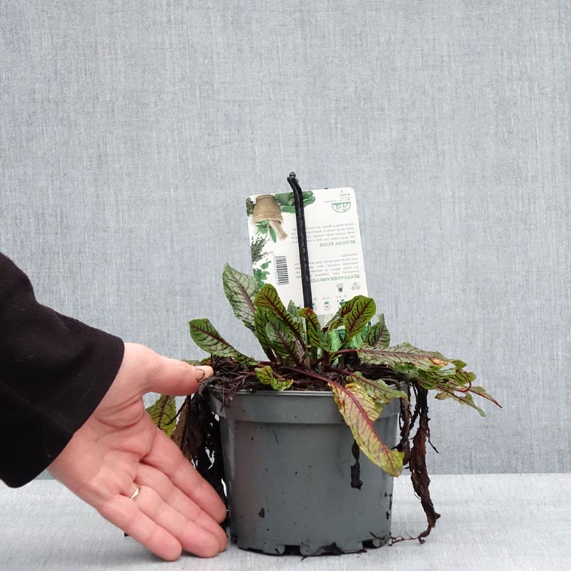 Romice rosso Vaso da 1,5L/2L esemplare consegnato in inverno