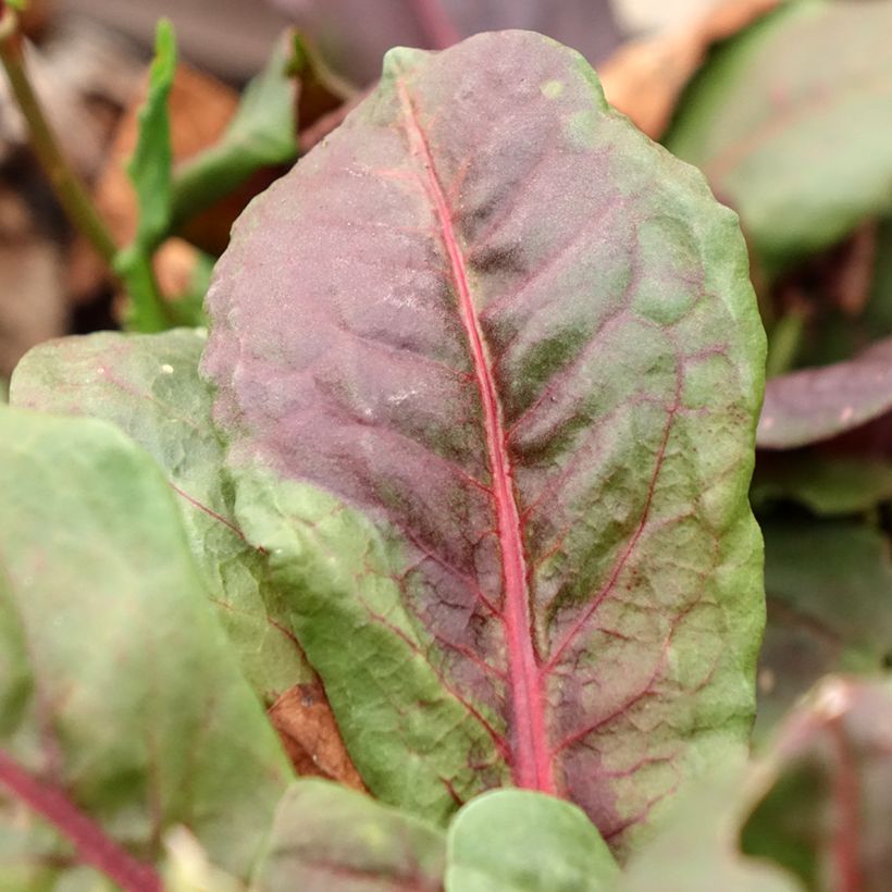 Acetosa Ruber (Fogliame)