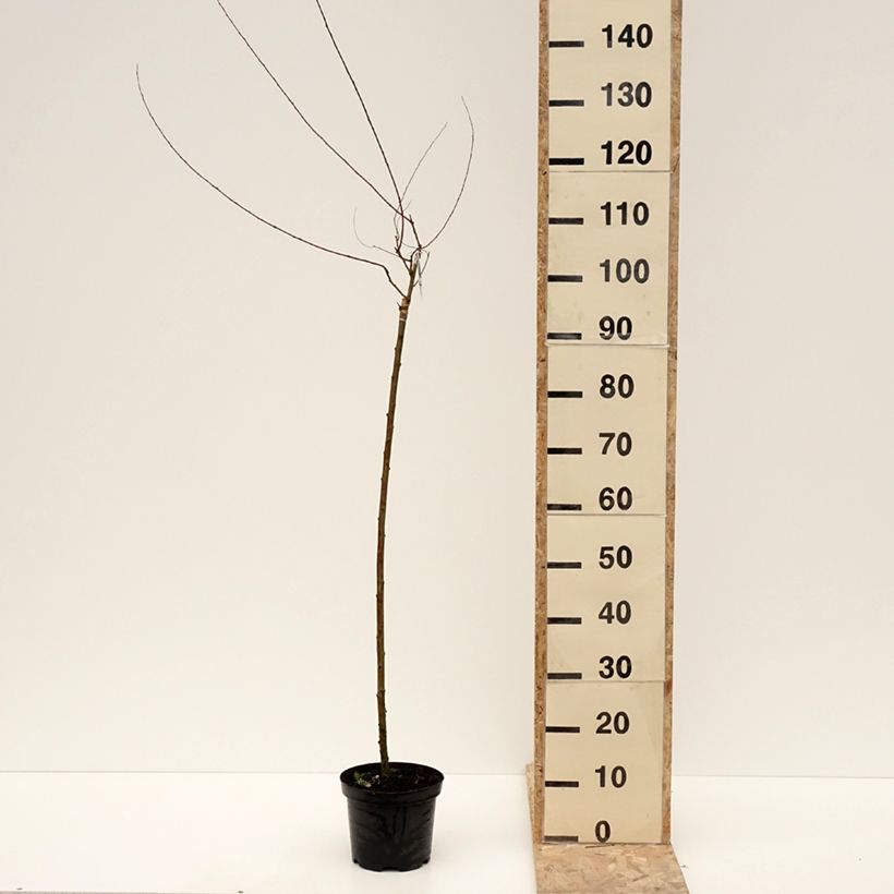 Salix purpurea Pendula - Salice rosso Vaso da 3L/4L esemplare consegnato in inverno